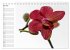 Blütenzauber Orchideen (Tischkalender... - Bild 13