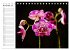 Blütenzauber Orchideen (Tischkalender... - Bild 4