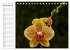 Blütenzauber Orchideen (Tischkalender... - Bild 5