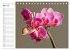 Blütenzauber Orchideen (Tischkalender... - Bild 9
