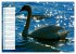 Lazise und Umgebung (Wandkalender 2026... - Bild 15