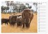 Elefanten . Wildlife in Kenia... - Bild 11