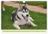 Siberian Husky - der Urtyp... - Bild 11