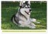 Siberian Husky - der Urtyp... - Bild 13