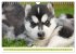 Siberian Husky - der Urtyp... - Bild 15