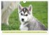 Siberian Husky - der Urtyp... - Bild 3