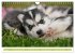 Siberian Husky - der Urtyp... - Bild 9