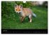 Joni, der kleine Fuchs (Wandkalender... - Bild 12