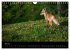 Joni, der kleine Fuchs (Wandkalender... - Bild 13
