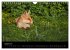 Joni, der kleine Fuchs (Wandkalender... - Bild 14
