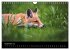 Joni, der kleine Fuchs (Wandkalender... - Bild 15