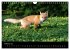 Joni, der kleine Fuchs (Wandkalender... - Bild 8