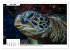 Meeresschildkröten, die Nomaden der... - Bild 8