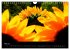 Sonnenblumen (Wandkalender 2026 DIN A4... - Bild 11