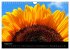 Sonnenblumen (Wandkalender 2026 DIN A4... - Bild 14