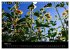 Sonnenblumen (Wandkalender 2026 DIN A4... - Bild 9