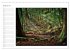 Der Neuenburger Urwald (Wandkalender... - Bild 14