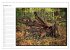 Der Neuenburger Urwald (Wandkalender... - Bild 3