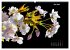 Der Natur auf der Spur -... - Bild 11