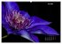 Der Natur auf der Spur -... - Bild 13