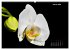 Der Natur auf der Spur -... - Bild 7