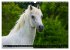 Traumpferd Lipizzaner (Wandkalender... - Bild 11