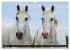 Traumpferd Lipizzaner (Wandkalender... - Bild 14