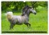 Traumpferd Lipizzaner (Wandkalender... - Bild 15