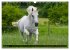 Traumpferd Lipizzaner (Wandkalender... - Bild 7