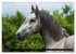 Traumpferd Lipizzaner (Wandkalender... - Bild 8