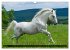 Traumpferd Lipizzaner (Wandkalender... - Bild 10