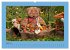 Teddys Meine Freunde (hochwertiger... - Bild 9