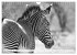 Emotionale Momente: Zebras - black &... - Bild 4