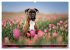 Käthe - ein Boxer mit Charme... - Bild 11
