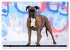 Käthe - ein Boxer mit Charme... - Bild 14