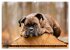 Käthe - ein Boxer mit Charme... - Bild 3