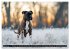 Käthe - ein Boxer mit Charme... - Bild 7