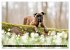 Käthe - ein Boxer mit Charme... - Bild 9