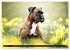 Käthe - ein Boxer mit Charme... - Bild 10