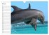 Delfine - Lächelnde Intelligenz... - Bild 11