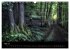 Waldkalender (Wandkalender 2026 DIN A3... - Bild 11
