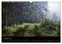 Waldkalender (Wandkalender 2026 DIN A3... - Bild 14