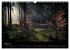Waldkalender (Wandkalender 2026 DIN A3... - Bild 9