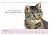 Katzenzitate 2026 (Tischkalender 2026... - Bild 15