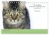 Katzenzitate 2026 (Tischkalender 2026... - Bild 4