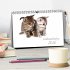 Katzenbabys (Tischkalender 2026 DIN A5... - Bild 2
