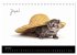 Katzenbabys (Tischkalender 2026 DIN A5... - Bild 12