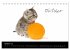 Katzenbabys (Tischkalender 2026 DIN A5... - Bild 3