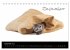 Katzenbabys (Tischkalender 2026 DIN A5... - Bild 5