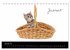 Katzenbabys (Tischkalender 2026 DIN A5... - Bild 7